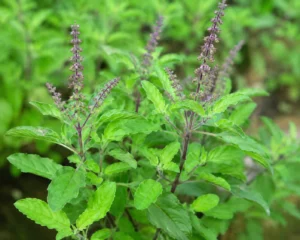 tulsi
